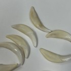 Lot Of 10 Assorted Coyote Fangs Teeth Goth Odd Craft Real Taxidermy Cleaned 3117