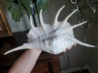 Collectible 14in Spider Conch Lambis Truncata Shell 7 Digitations 2 2 Lbs 14 X 8