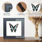 Handcrafted Real Butterfly Framed Taxidermy Shadow Blue Swallowtail Butterfly