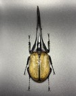 Dynastes Hercules Hercules 174mm    Dynastidae Megasoma Rhino Beetle Huge  