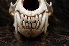 Life-size Polar Bear Skull Replica - Anatomical Model 1 1