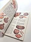 North American Indian Arts A Golden Guide Revised Ed 1990 Color Illust Near Fine