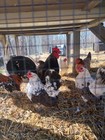 Serama Micro Smallest Chicken Fresh Hatching Eggs 6 1 Beautiful Coloring 