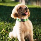 Nylon Night Light Glow Collar  Reflective Light Up Dog Collar  Fluorescent Self-