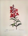 P  J  Redoute Beautiful Flowers Antirrhinum Botanical Art Print Book Plate 80