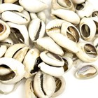 40 Cut Cowrie Shells Congo