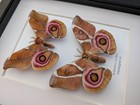 Framed Madagascar Bullseye Moth Pair  Antherina Suraka Entomology Wall Art