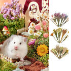 Hamster Sprays And Forage natural Flower Herb Treat Grain Bedding habitat Decor