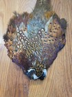 B3 Ringneck Pheasant Cock Feathers Tail Body Pelt Skin