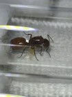 Camponotus Castaneus Queen With Eggs  Only Shipping Within Va