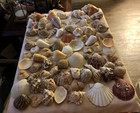 Extra Large Seashell Lot  18 From The Phillipines In Assorted Sizes