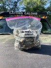 Wholesale Lot Of 50 Medium Uncut Alligator Feet Crafting Oddity