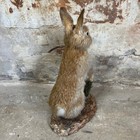 Antique  Vintage Taxidermy Of Rabbit  Cabinet Of Curiosities