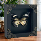 Entomology Gift Real Butterfly Framed Insect Taxidermy Mounted Box Art Decor