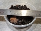 Live White Worm Starter Culture In 8 Oz  Container - For Live Fish Food And More