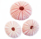 6 Small Pink Sea Urchin Shells 1 5-2  Beach Crafts Ocean Art Coastal Nautical