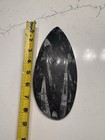 Authentic Orthoceras Fossil Plate     Polished     Devonian Period Tear Drop