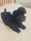 Vtg 60 s Classic Steiff   9  Snobby Black Poodle Dog Mohair Jointed Near Mint