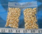   Snail Shells   Yellow Mix  95  Littorina   Shellcraft   Sailor s Valentines  