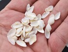 4 Oz  700  Very Tiny White Coquina Micro Shells  1 4   Beach Arts Crafts
