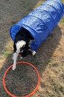 Elara   s Dog Agility Training Set Tunnel Hoop Jumps Weave Poles W  Bag Kit New