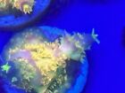 Wysiwyg Live Coral Frag - Ao Coral Farms    big R Walt Disney     Acropora