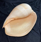 Volutidae Melo Broderipii 315mm Masbate  Philippines 2015