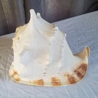 Beautiful Large Queen Helmet Conch Shell Horned Natural Seashell
