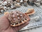 Huge Beautiful Seashells 5  Lbs Sea Shells Best Price  Free Ship 