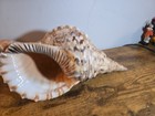 Large Pacific Charonia Tritonis Triton Trumpet Shell 14   Heavy Specimen Damaged