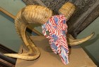 Rare American Flag Patriotic Sheep Ram Skull Huge 22    Cabin Taxidermy Dipped