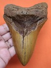 Megalodon Shark Tooth - Real Fossil Huge Shark Teeth 5 15    No Restorations