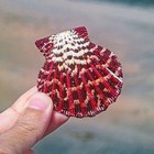 3pcs Natural Conch Scallop Shell Decoration Wedding Fish Tank Aquarium
