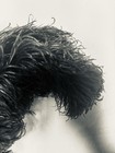Antique Victorian Genuine Ostrich Feather Black Double Plume Millinery Hat Decor