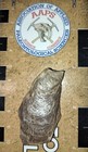 Late Cretaceous Oyster Shell Fossil From Medicine Hat Area In Alberta  Canada