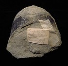 Cephalopod- Extremely Rare- 6  X 6  X 4 - Ordovician- Cincinnati  Ohio