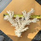 White Branching Coral Skeleton Specimen Approx 10 X 10 In Wide Per Tape Measure