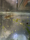 Chinese Algae Eater 1 5 Inch Live Aquarium Fish