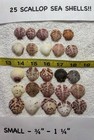 25 Sanibel Island Scallop Sea Shells     Small Sizes  3 4   -1 1 4      Many Colors 