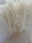 20 Pcs Natural White Ostrich Feathers Plumes 10-12 Inch  25-30 Cm 