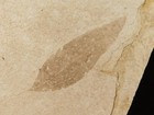 Nice  50 Million Year Old Leaf Fossil 100  Natural From Wyoming 380gr