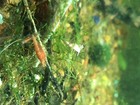 Red Cherry Shrimp  fire Red Shrimp  20 4rcs  Neocaridina  Discounted Cull