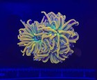 Wysiwyg Holy Grail Torch Live Coral     Frag Euphyllia Lps For Reef Aquarium