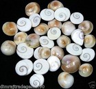 Natural Gomti Chakra 21 Pieces For Vishnu Pooja Wealth   Success   Worship  Pack