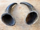 Pair Steer Horns Polished Bull Cow 14 1 2    By 18   