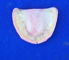 Full Upper Denture Teeth Prop Gag Gift