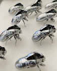 Silver Cicada Skins Shells Exoskeleton - Cicada Skins Lot Of 10 Educational Cree