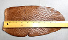 Bark Tanned Beaver Tail Skin Hide Leather Craft 10   1 2  X 5   1 2 