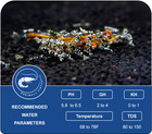 20 Black Fancy Tiger Grade A-ss   Free Shipping   Live Guarantee   Usa Bred