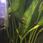 25  Brown And Pink  Ramshead Live Freshwater Snail Aquarium Fish